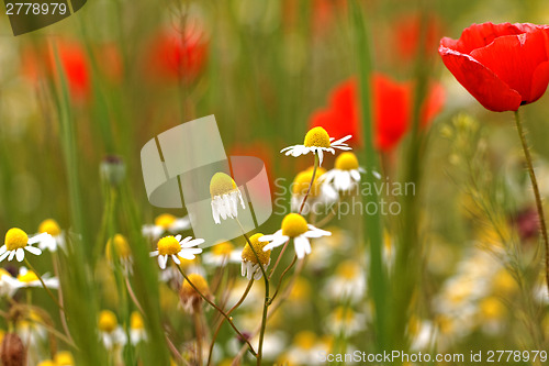 Image of Wild flowers