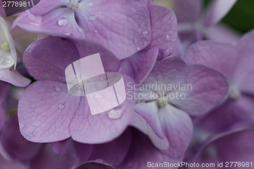 Image of Pink lilac
