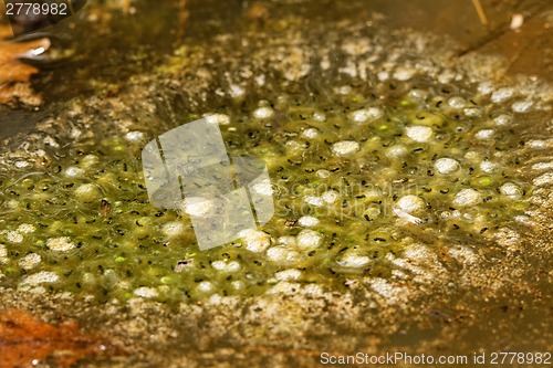 Image of Frog tadpole