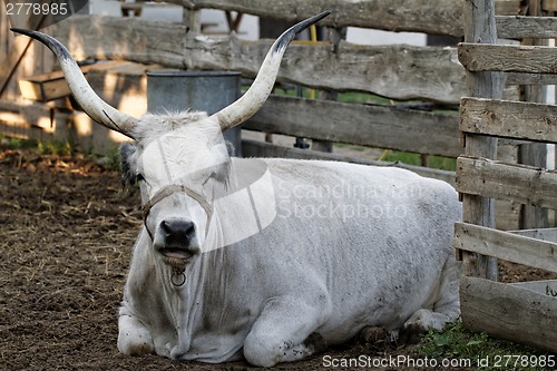 Image of Grey cattle