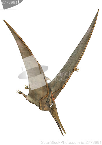 Image of Pteranodon