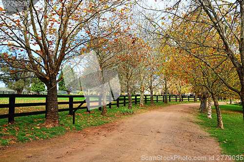 Image of Tree lined dirt road in Autumn