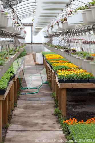 Image of Nursery Greenhouse Interior