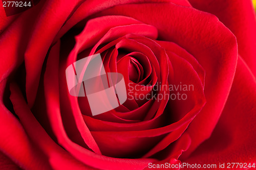 Image of Red Rose Macro