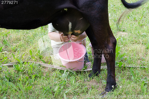 Image of farmer hands milk from cow dug to plastic bucket 