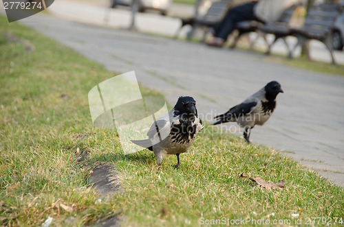 Image of close up of large crows in city park 