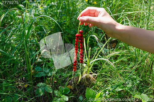 Image of hand hold strawberrie on bent on nature background 