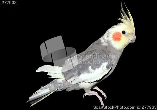 Image of Cockatiel over Black