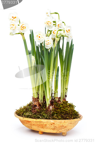 Image of Spring flowers