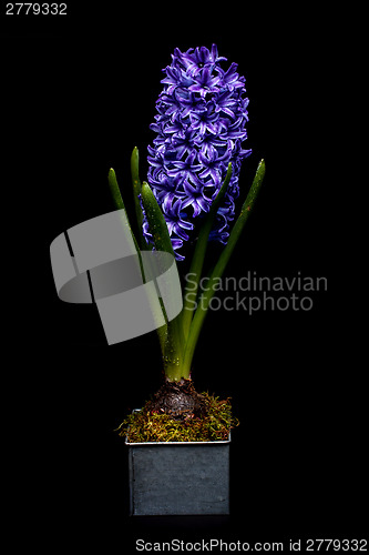 Image of Beautiful blue hyacinth