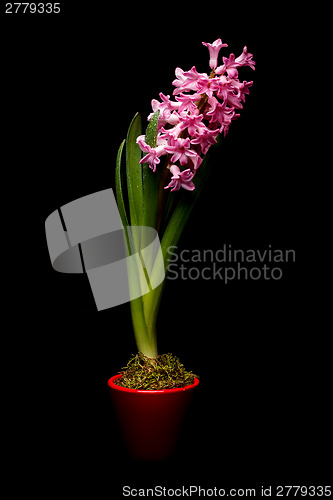 Image of Pink hyacinth flowers