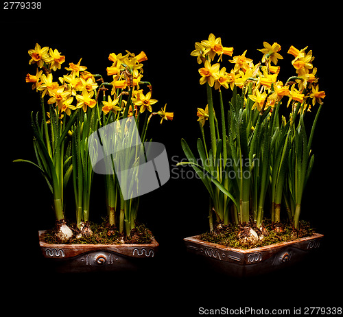 Image of Narcissus flowers