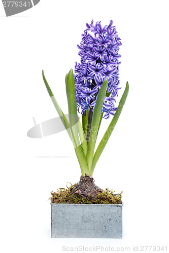 Image of Blue hyacinth 