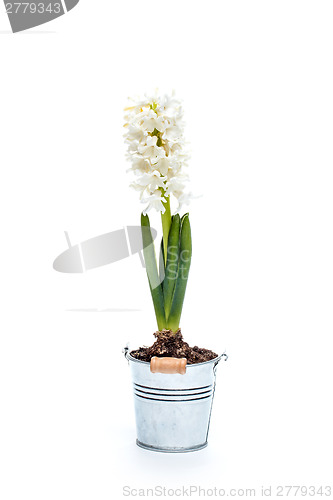 Image of White hyacinth