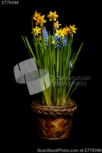 Image of Spring flowers
