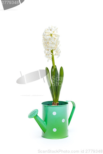 Image of White hyacinth flower