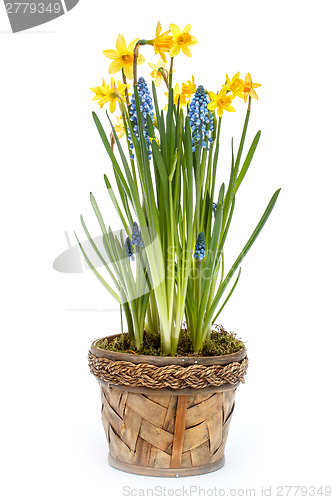 Image of Spring flowers