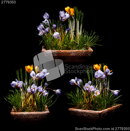 Image of Spring crocus flowers