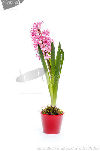 Image of Pink hyacinth flowers 