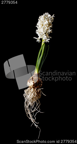 Image of Hyacinth flower