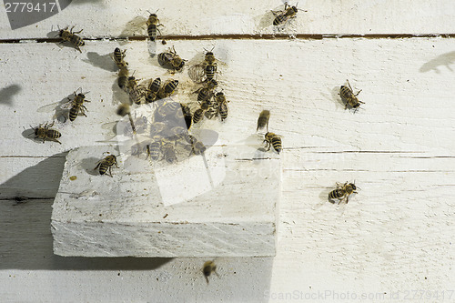 Image of Bees entering the hive