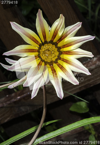 Image of Red,white and yellow flower