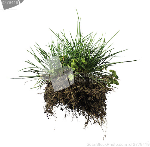 Image of Turf grass and earth
