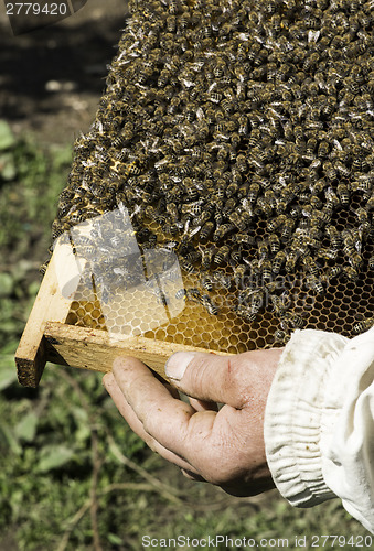 Image of Close up honeycombs