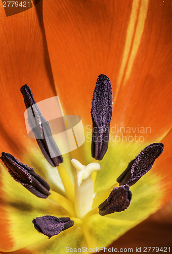 Image of Flower tulip stamens
