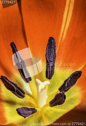 Image of Flower tulip stamens