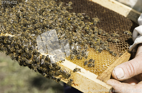 Image of Close up honeycombs