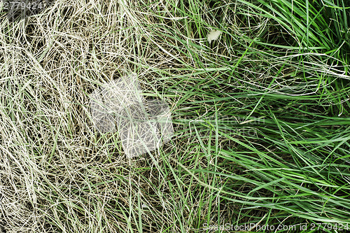 Image of Fresh green grass and yellowed dry grass