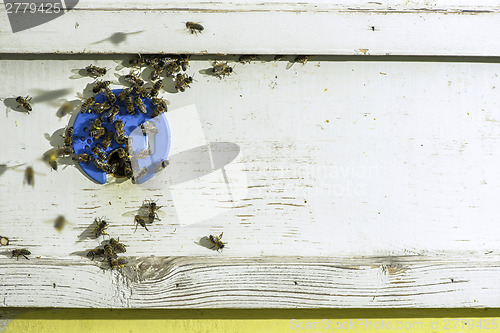 Image of Bees entering the hive