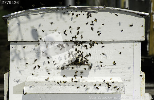 Image of Bees entering the hive