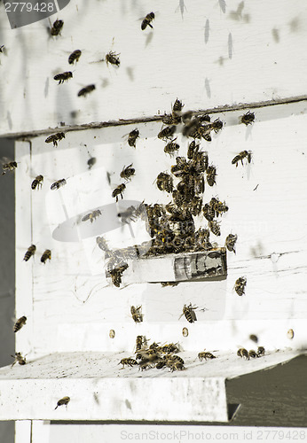 Image of Bees entering the hive