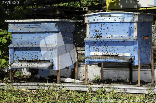 Image of Swarm of bees fly to beehive