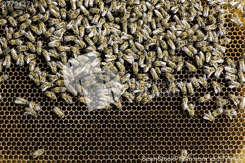 Image of Close up honeycombs