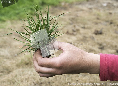 Image of Turf grass and earth