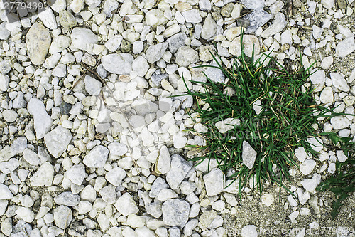 Image of Green grass and stones