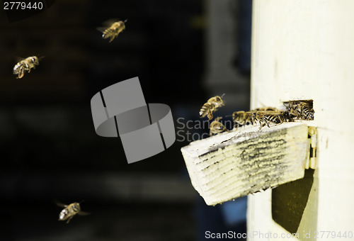 Image of Bees entering the hive