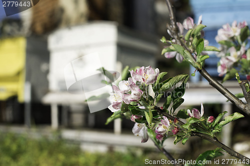 Image of Flowers and swarm of bees 