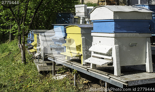 Image of Swarm of bees fly to beehive