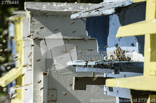 Image of Swarm of bees fly to beehive