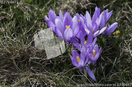 Image of Blue crocus