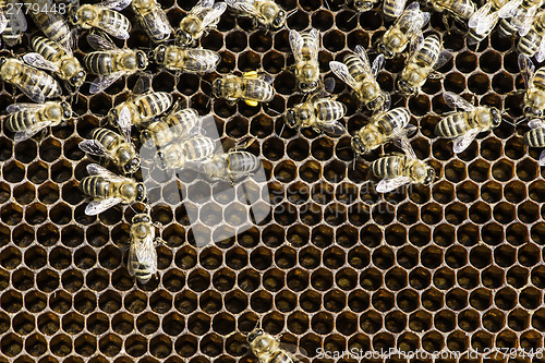 Image of Close up honeycombs