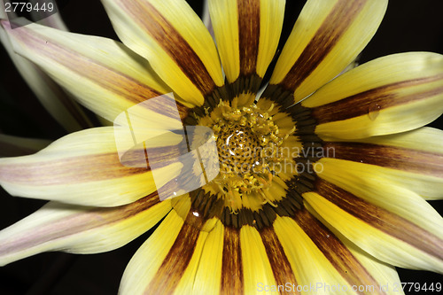 Image of Red and yellow flower stamens