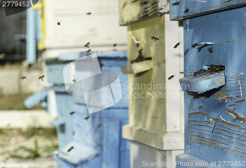 Image of Swarm of bees fly to beehive