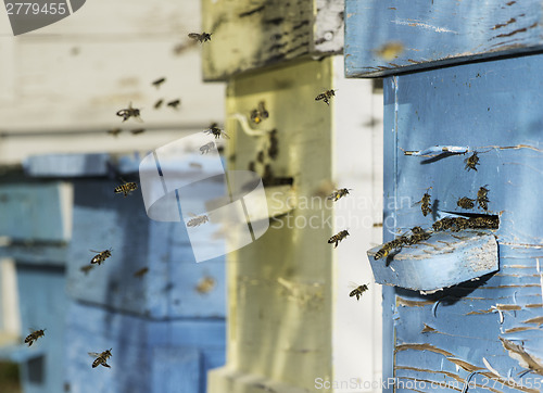 Image of Swarm of bees fly to beehive