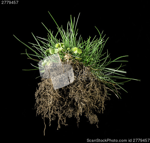Image of Turf grass and earth
