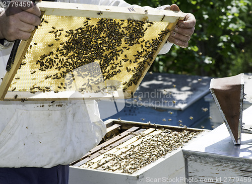 Image of Beekeeper look honeycombs